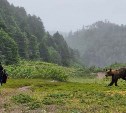 "Оставалось два прыжка": медведь на Курилах пытался напасть на сотрудника заповедника