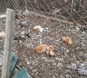 Стая бездомных собак задрала 35 кур во дворе частного дома в Южно-Сахалинске