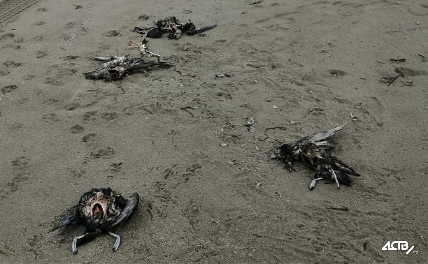 Больше 160 трупов буревестников обнаружили на берегу моря в Холмском районе