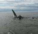 Косаток, застрявших на мелководье, спасли сахалинские рыбаки