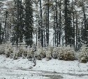 На север Сахалина пришла зима