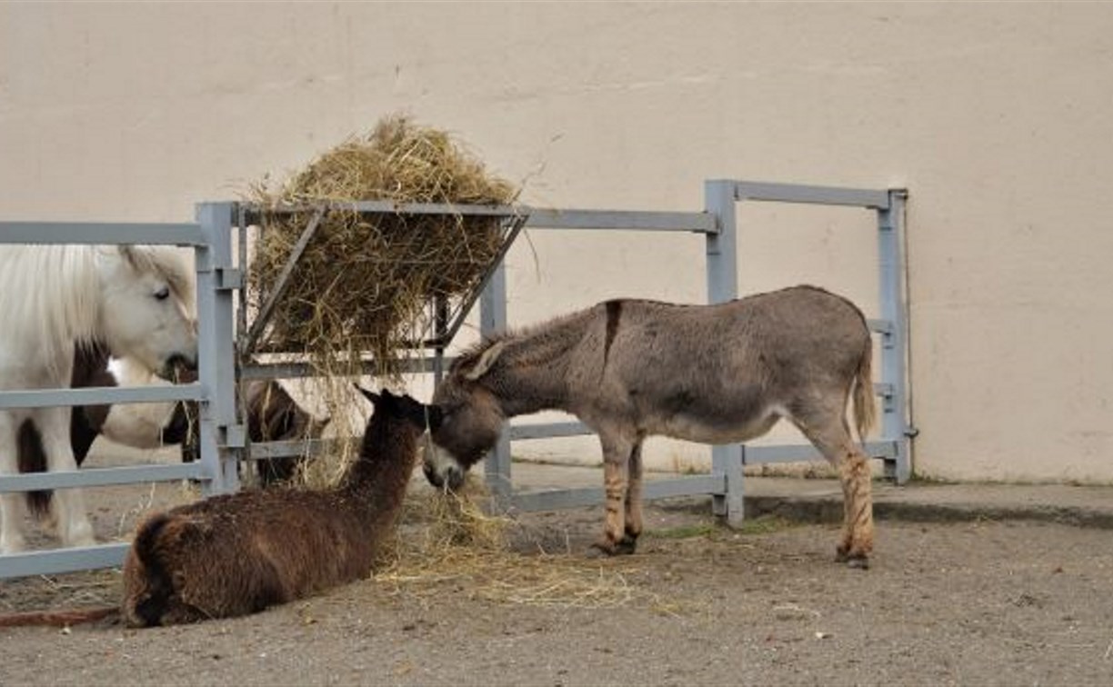 В сахалинском зоопарке уарисо приняла ослицу за бабушку