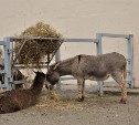 В сахалинском зоопарке уарисо приняла ослицу за бабушку
