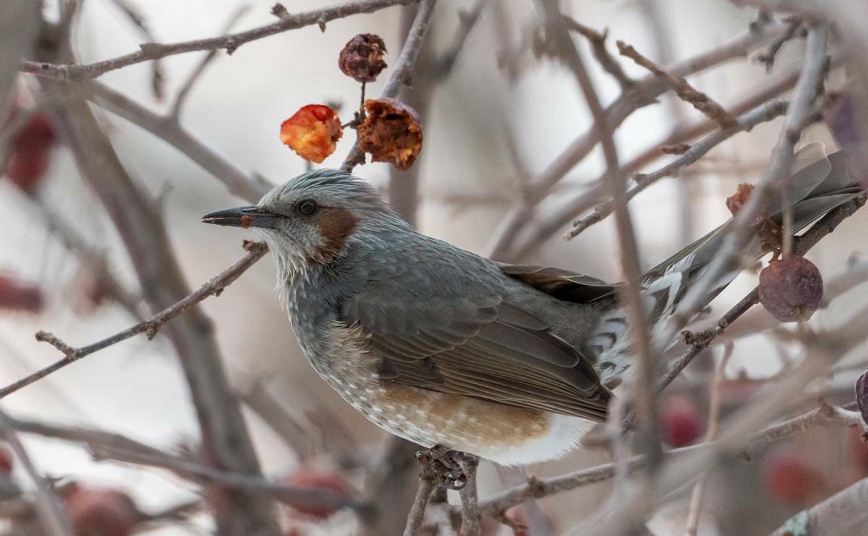 Получите бюльбюлей: редких птичек заметили на Кунашире перед Новым годом