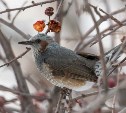 Получите бюльбюлей: редких птичек заметили на Кунашире перед Новым годом
