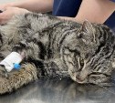 Кота Трюфеля спасают в Южно-Сахалинске