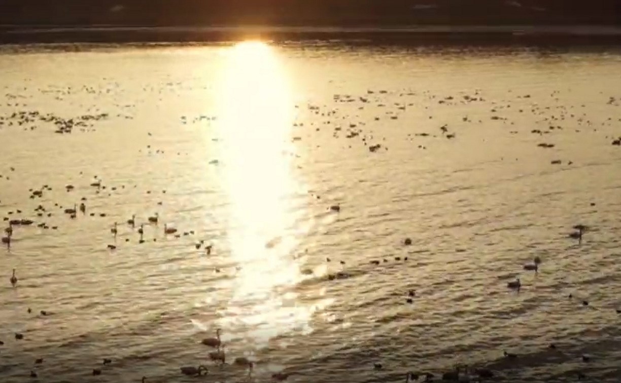Очевидцы сообщают о тысяче лебедей, "припарковавшихся" у берегов Сахалина