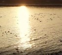 Очевидцы сообщают о тысяче лебедей, "припарковавшихся" у берегов Сахалина