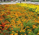Юные натуралисты высадят на улицах Холмска около 30 тысяч цветов