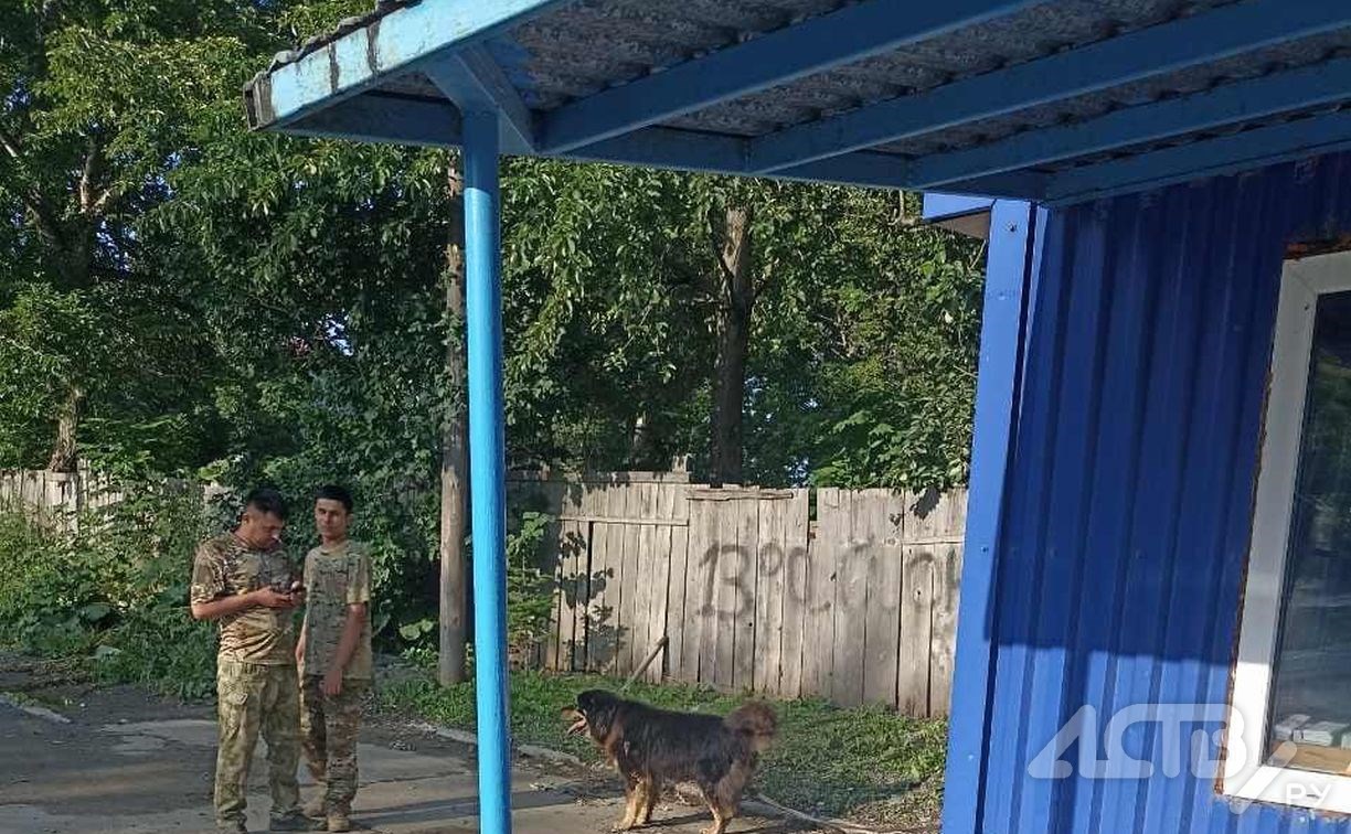 Собака покусала прохожего возле охранного агентства в Южно-Сахалинске