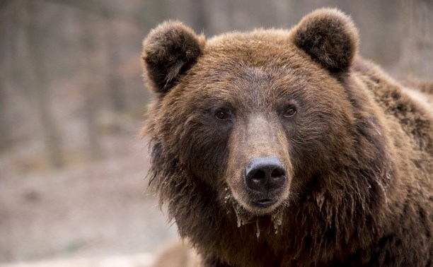 "Какой большой!": В Горнозаводске в районе кладбища бродит медведь