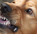 В Южно-Сахалинске отловили 18 бездомных псов за неделю