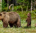 В Долинске убили молодого медведя, который с семейством зашёл на кладбище 