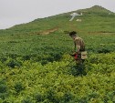 Поисковики нашли на Шумшу останки ещё двух бойцов Красной Армии