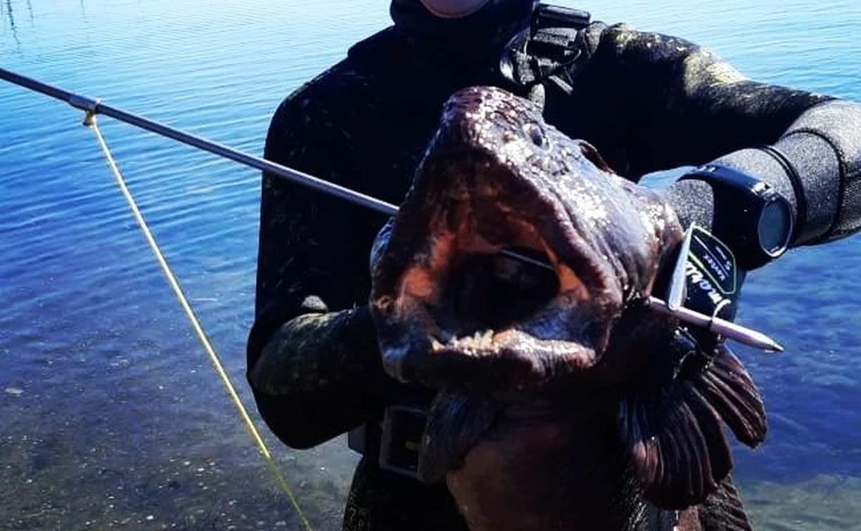 Десятикилограммовая рыба-собака притворилась морской капустой при встрече с сахалинцем