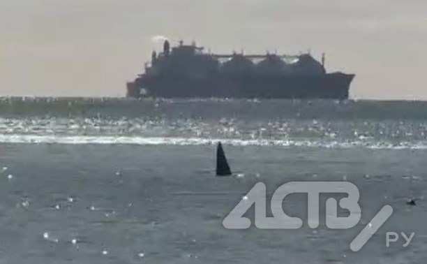 Стая косаток подошла к сахалинскому побережью возле СПГ