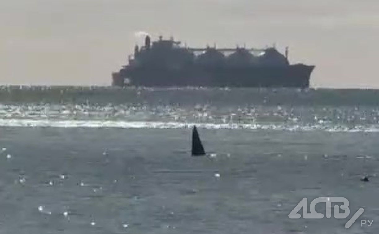 Стая косаток подошла к сахалинскому побережью возле СПГ