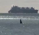Стая косаток подошла к сахалинскому побережью возле СПГ