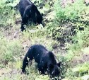 Два медвежонка на Холмском перевале привлекли всеобщее внимание
