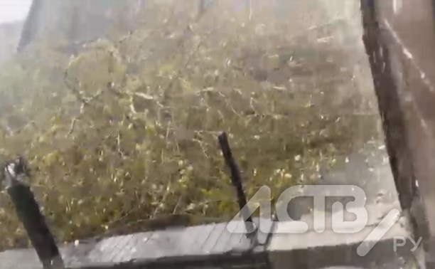 Мощный порывистый ветер в Тымовском повалил дерево