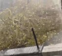 Мощный порывистый ветер в Тымовском повалил дерево