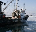 Разрешение на лов наваги в шестимильной зоне получили 12 сахалинских компаний