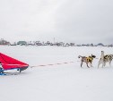 Сахалинцев приглашают поучаствовать в гонках на собачьих упряжках 
