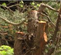 Поисками вандалов, погубивших в Южно-Сахалинске краснокнижные деревья, занялась военная прокуратура