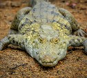 Гороскоп на 24 апреля: Лев спасает крокодилов, Водолей уходит в плюс