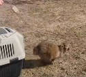 Енотовидная собака на Сахалине рано проснулась и оголодала