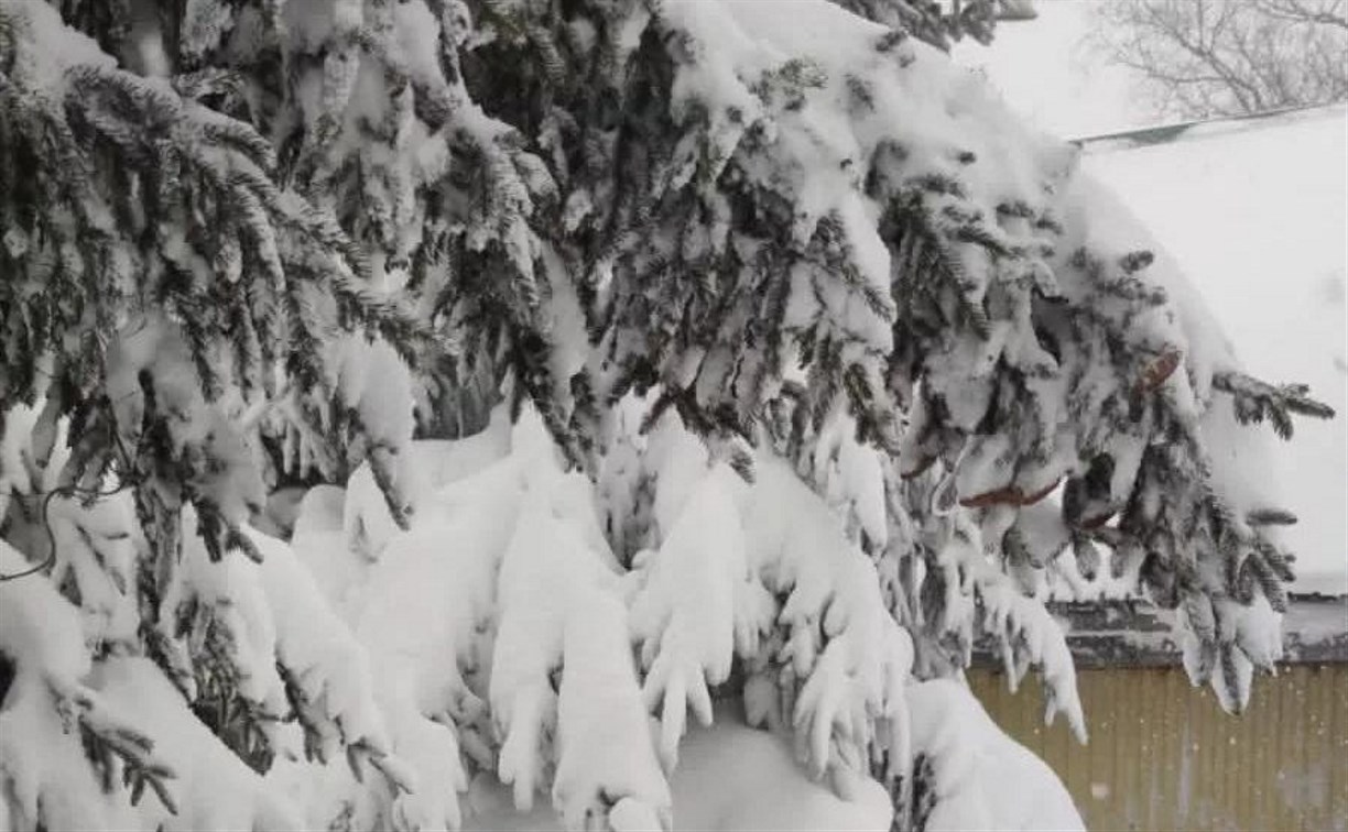 Сахалинский ботанический сад за расчистку дорожек расплатится чаем и прогулкой на снегоступах 