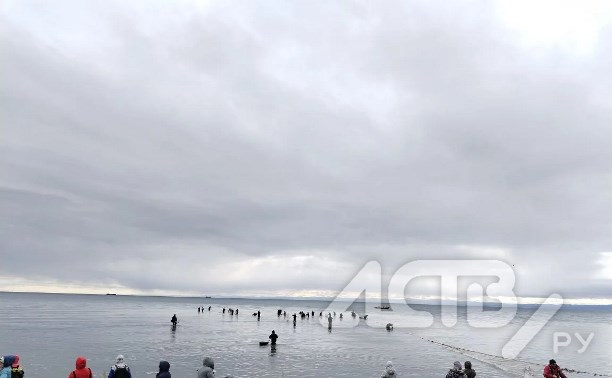 "Жаль, что не сима": море у побережья Сахалина бурлит от обилия селёдки