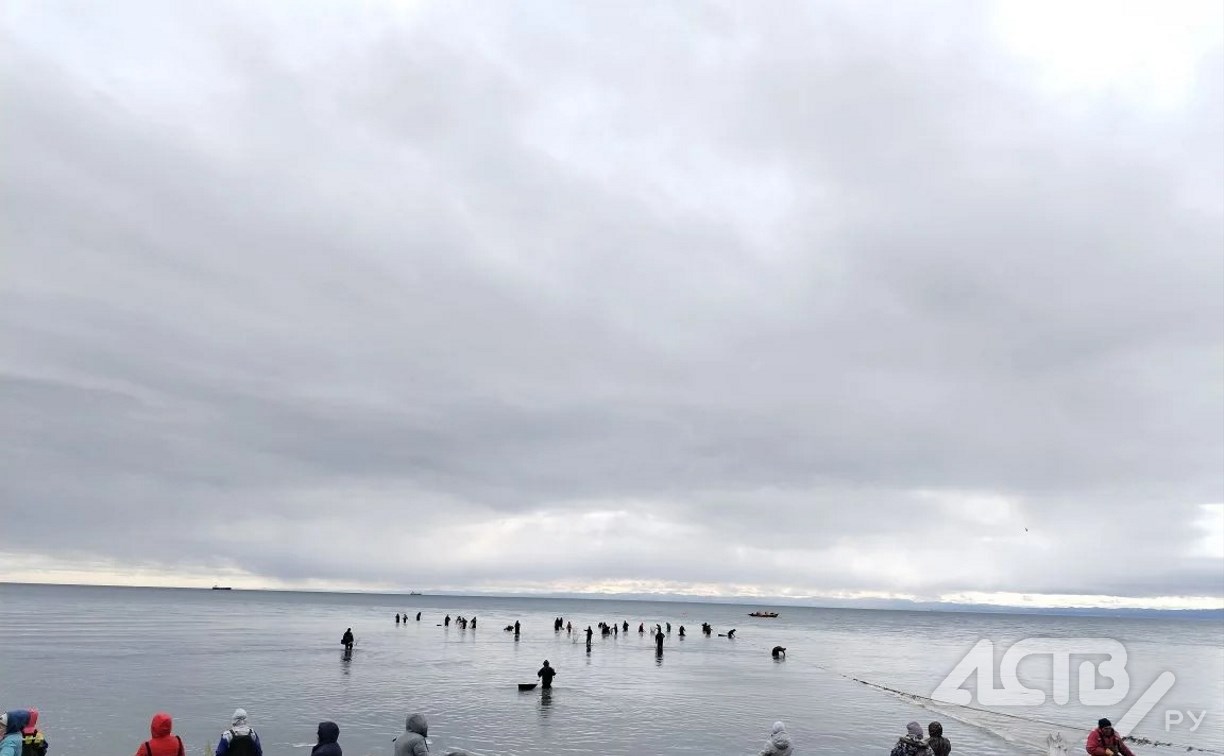"Жаль, что не сима": море у побережья Сахалина бурлит от обилия селёдки