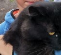 Школьники в Рейдово спасли чёрного кота, загнанного на дерево собаками