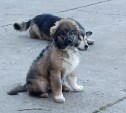 Автомобиль задавил двухмесячного щенка алабая в Макарове и скрылся - хозяйка ищет справедливости