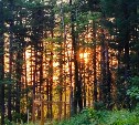 На Сахалине вынесли приговор парочке, которая добывала "закладки" в лесу 