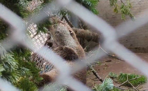Сахалинский зоопарк переселяет кусачего Коляна