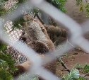 Сахалинский зоопарк переселяет кусачего Коляна
