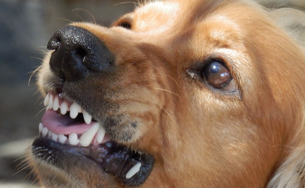 В России предлагают маркировать потенциально опасных собак неснимаемыми метками 