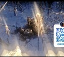 Внедорожник вылетел с дороги и опрокинулся в Тымовском районе, водитель пострадал