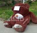 В Луговом медведь собирает деньги на берлогу