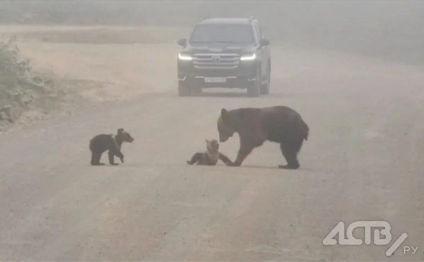 Паук-оса, пингвин-не пингвин, медведи и чреда ДТП: жаркий август 2025 года