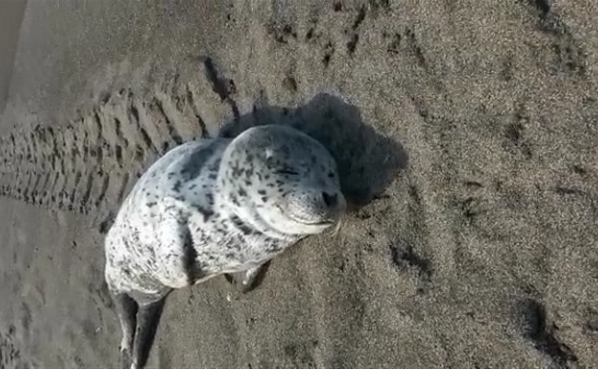 На пляже в Горнозаводске нашли маленькую ларгу