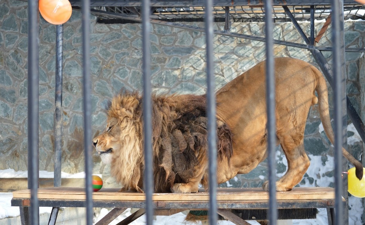 Льву в Сахалинском зоопарке исполнилось 9 лет