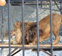 Льву в Сахалинском зоопарке исполнилось 9 лет