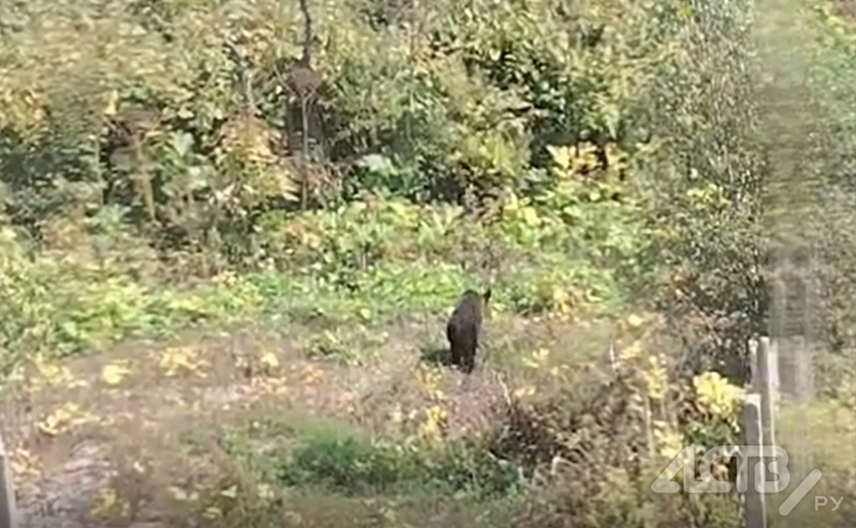 Медведица с медвежонком вышли к домам в Ново-Александровске 