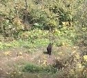 Медведица с медвежонком вышли к домам в Ново-Александровске 