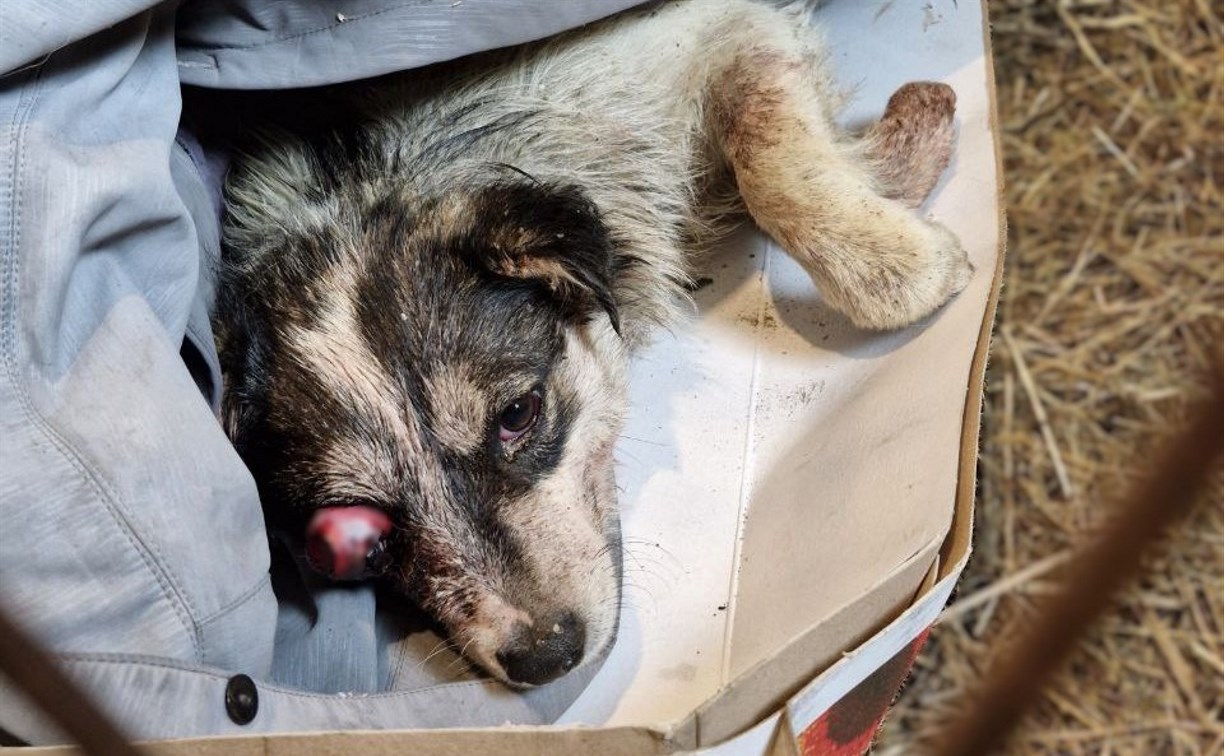 Ужасная история из Поронайска: в мешке на помойке нашли живую собаку без глаза