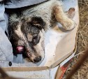 Ужасная история из Поронайска: в мешке на помойке нашли живую собаку без глаза