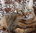Камчатцы сдают в аренду кота-сейсмографа